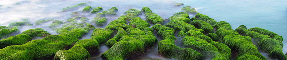 Algae Force Blog – Interesting Algae News and Information